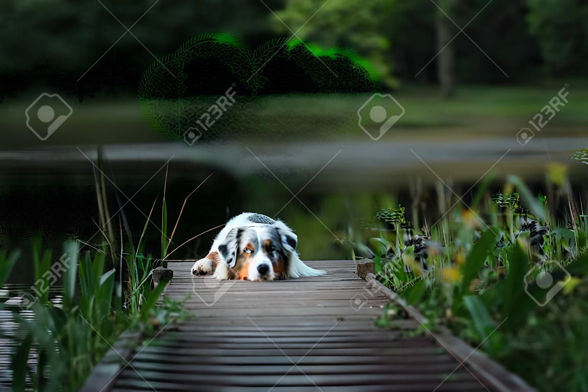 rode hond ligt op een houten brug op het meer. Huisdier bij het water.Marmer Australische herder in de natuur