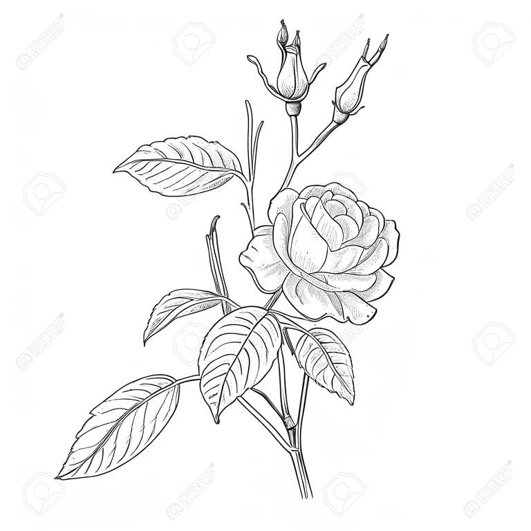 手繪和素描設計童話玫瑰或侏儒玫瑰，熱帶花卉