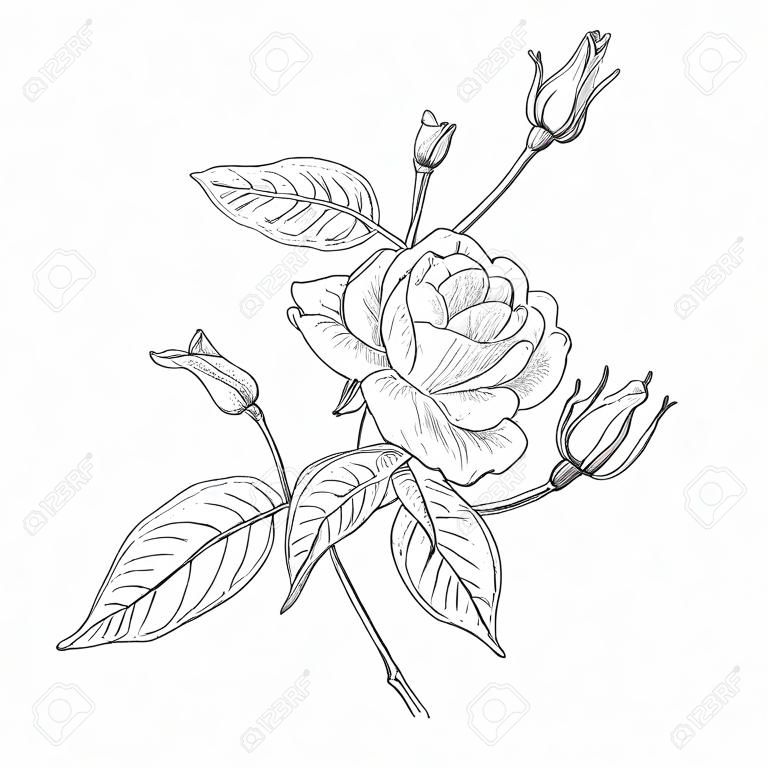 手繪和素描設計童話玫瑰或侏儒玫瑰，熱帶花卉