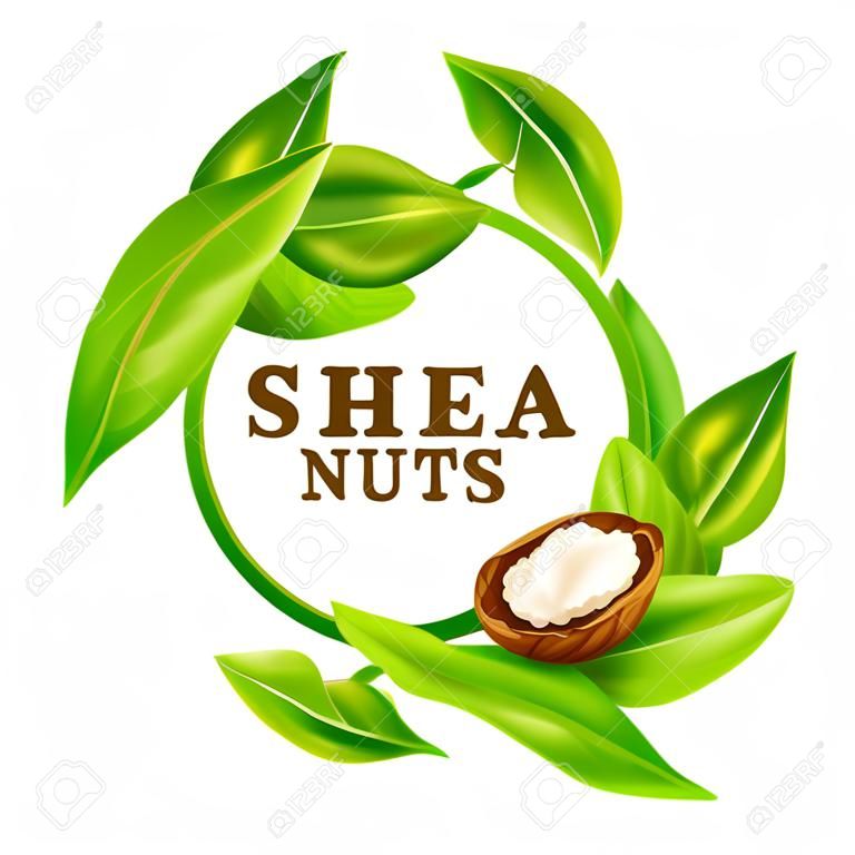Shea noten met bladeren in vector. Vector shea noten met shea boter en groene bladeren in een ronde rand frame geïsoleerd op een wit.