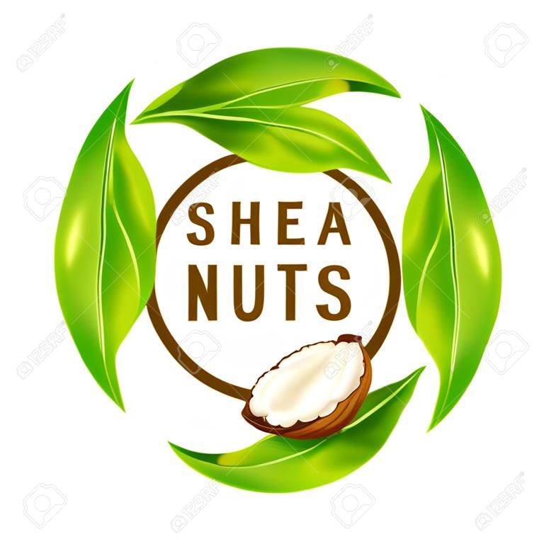 Shea noten met bladeren in vector. Vector shea noten met shea boter en groene bladeren in een ronde rand frame geïsoleerd op een wit.