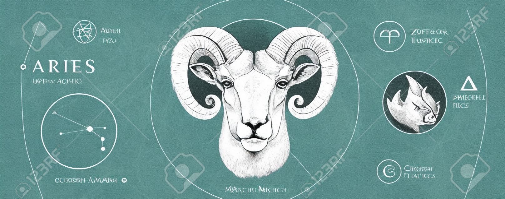 Cartão de bruxaria mágica moderna com astrologia signo do zodíaco de Áries. Mão realista desenho carneiro ou cabeça de mouflon. Característica do zodíaco