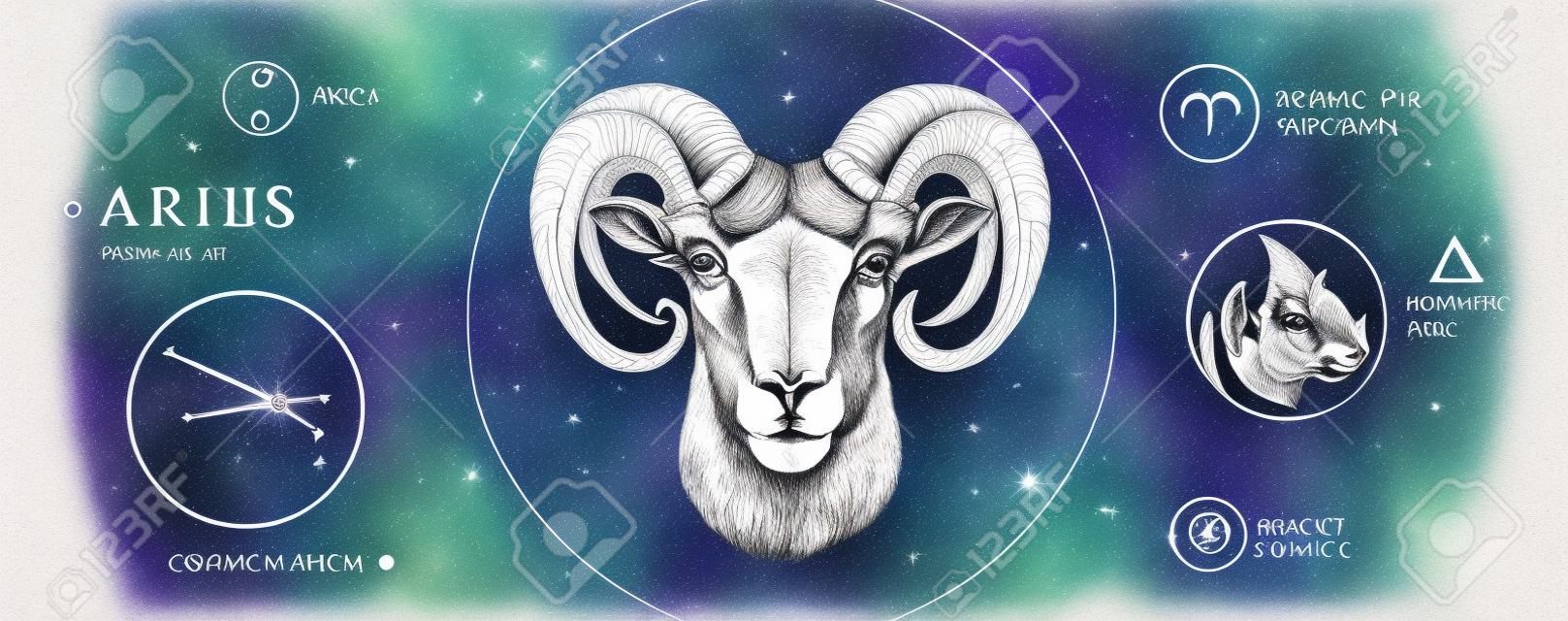Cartão de bruxaria mágica moderna com astrologia signo do zodíaco de Áries. Mão realista desenho carneiro ou cabeça de mouflon. Característica do zodíaco