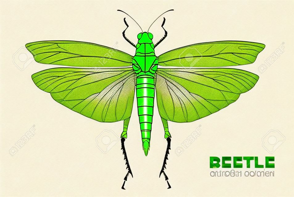 Gafanhoto de desenho de mão realista. Bug artístico. Ilustração vetorial entomológica