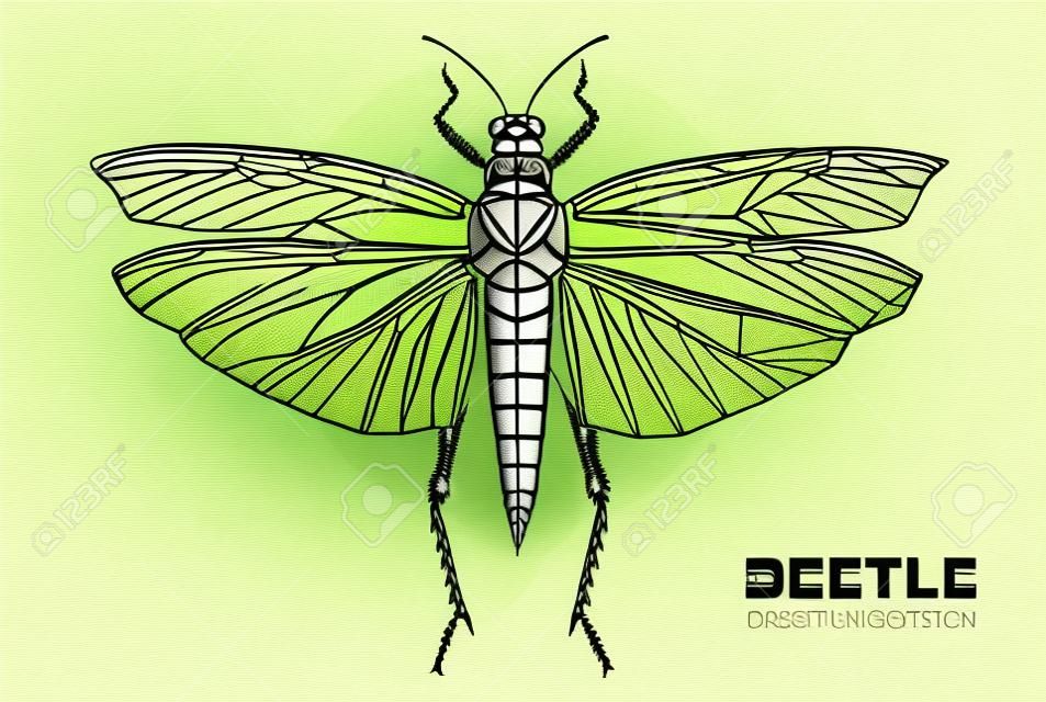 Realistic hand drawing and polygonal grasshopper. Artistic Bug. Entomological vector illustration