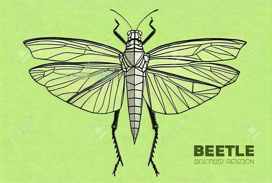 Realistic hand drawing and polygonal grasshopper. Artistic Bug. Entomological vector illustration