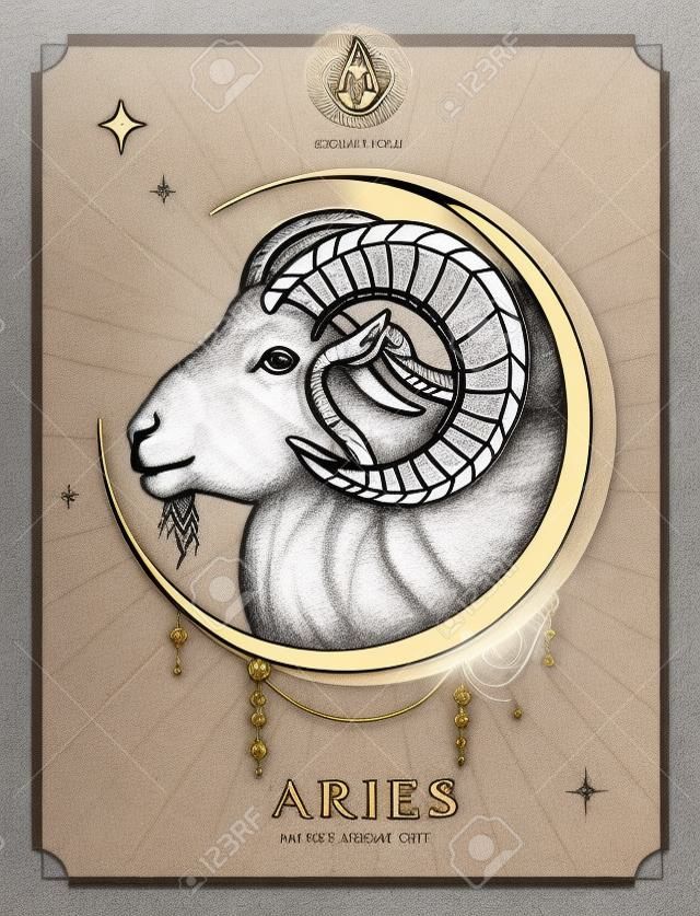 Moderne magische Hexenkarte mit Sternzeichen Widder der Astrologie. Realistische Handzeichnung Widder oder Mufflonkopf
