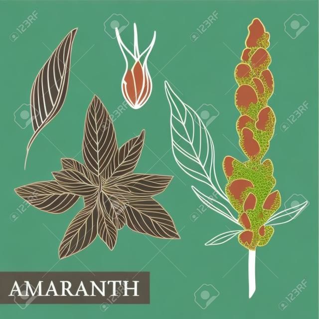 amaranth plant. Vector botanical illustration. Amaranth Medical plants