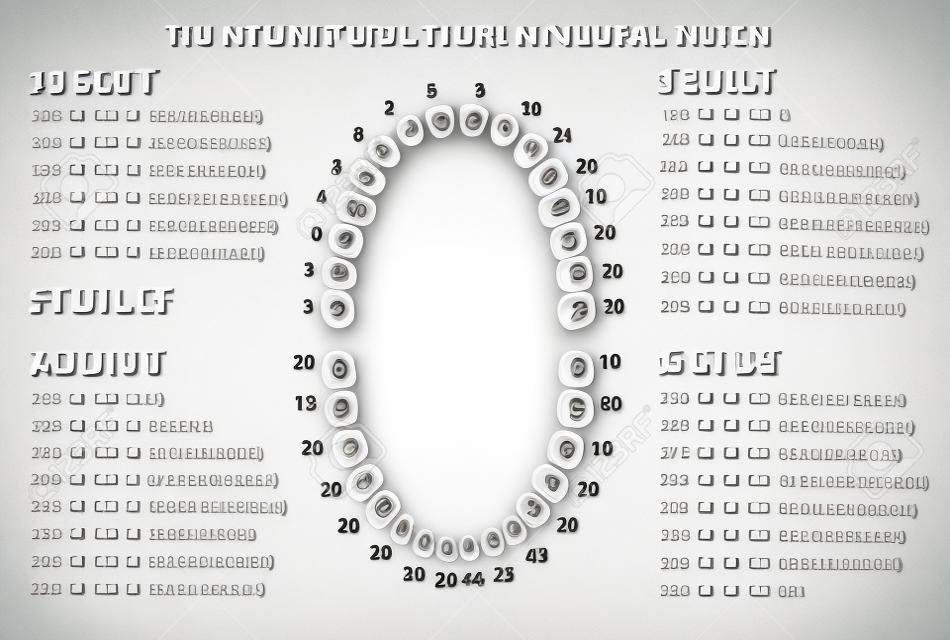 성인 국제 치아 번호 차트. 삽화. 흰색 배경에 현대적인 스타일로 편집 가능한 이미지입니다. 인간의 이빨 인포 그래픽입니다. 건강 치과 치료의 디자인. 포스터 나 전단지 템플릿