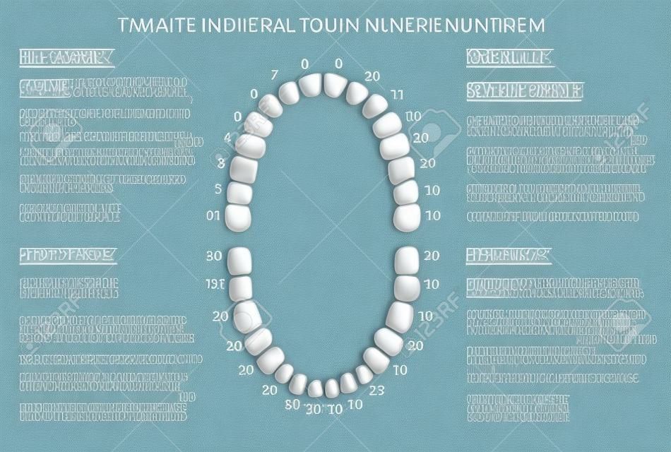 Adulti grafico numerazione dei denti internazionale. illustrazione. immagine modificabile in stile moderno, su sfondo bianco. Denti umani infographic. Salute disegno cure dentistiche. Poster o volantino modello