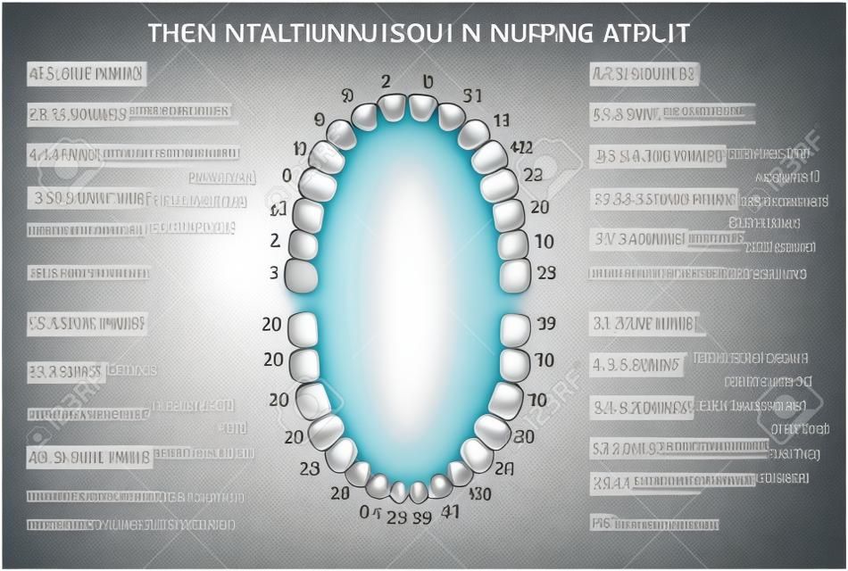 Adult international tooth numbering chart. illustration. Editable image in modern style on white background. Human teeth infographic. Health dental care design. Poster or leaflet template