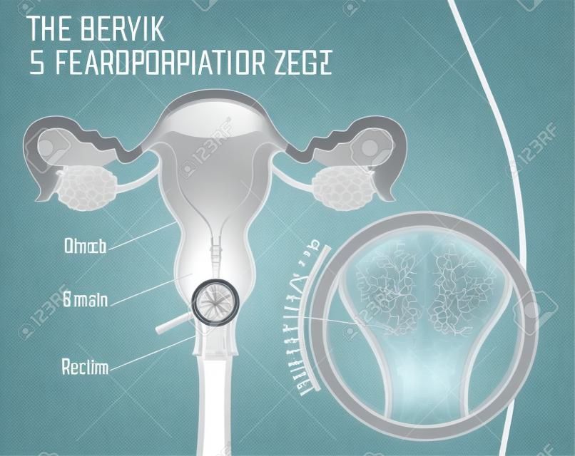 Reproduktives weibliches reproduktives Bild des medizinischen infographic.