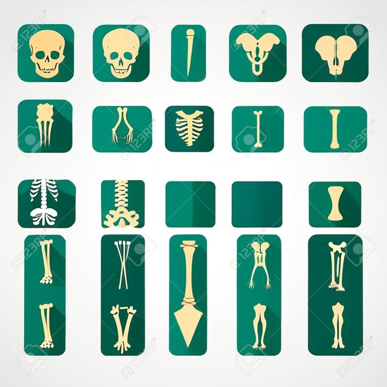Human bones icons. Medical set in flat style. Vector illustration in beige and green isolated on a light grey background.