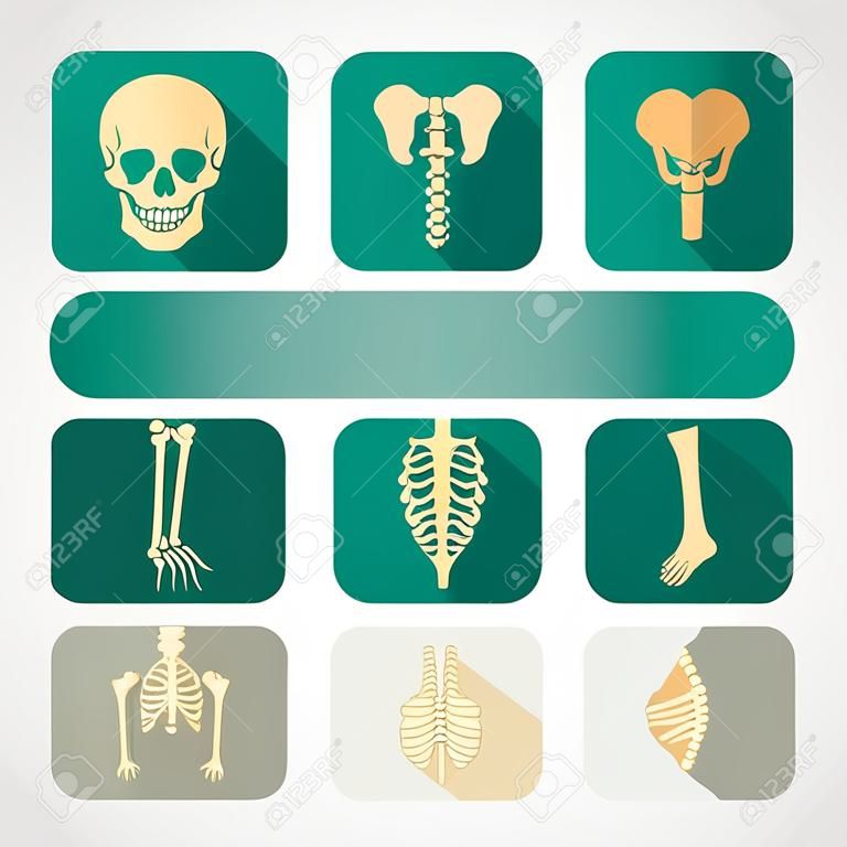 Human bones icons. Medical set in flat style. Vector illustration in beige and green isolated on a light grey background.