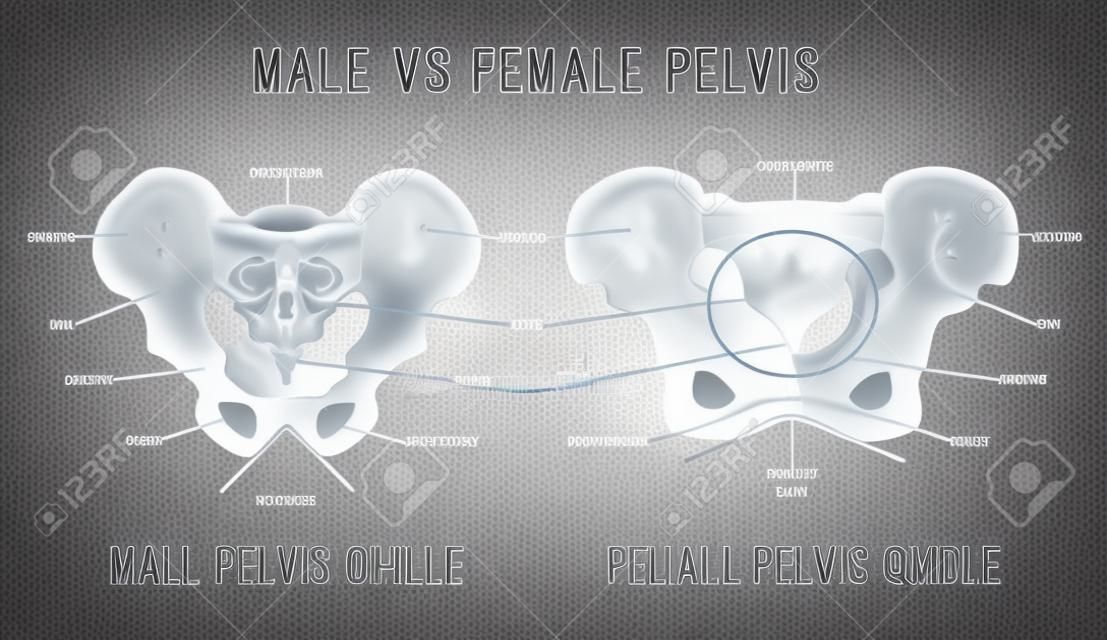 Diferencias principales de pelvis masculina vs femenina. Ilustración detallada del vector aislado en un fondo gris claro. Concepto médico y anatómico.