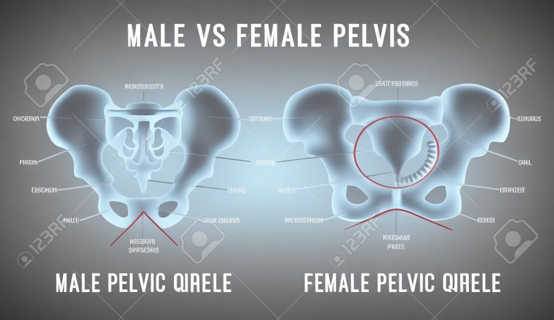 Główne różnice w miednicy męskiej i żeńskiej. Szczegółowa ilustracja wektorowa na białym tle na jasnoszarym tle. Koncepcja medyczna i anatomiczna.