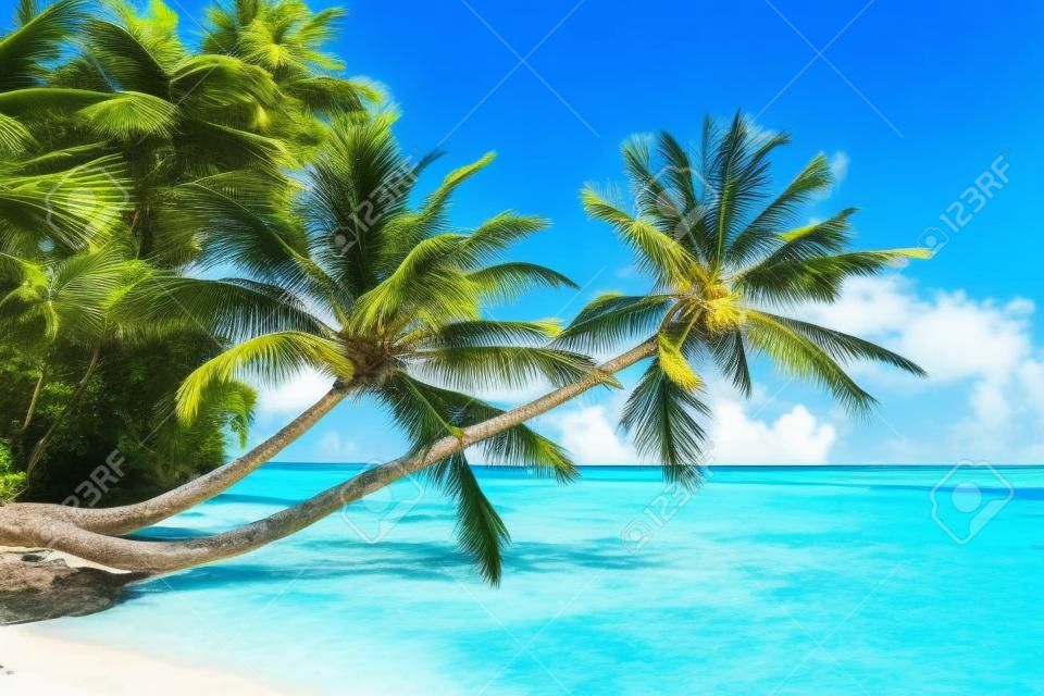 Tropical Paradise alle Maldive con palme e cielo blu