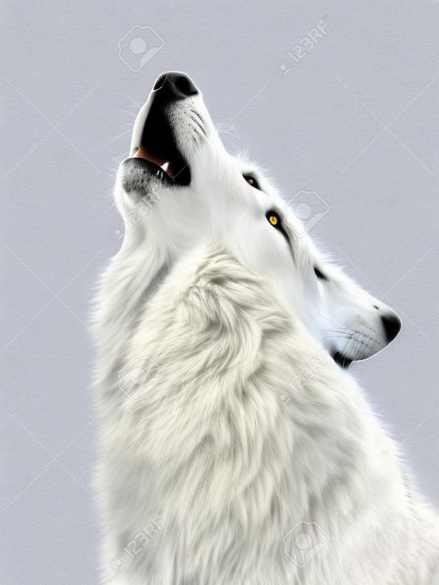Huilende witte wolf