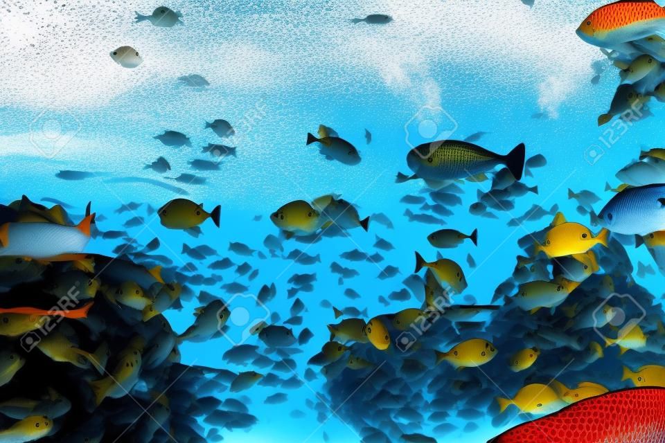 许多与珊瑚礁五彩缤纷的海底世界分隔开的文本背景壁纸蓝色水红色黄色热带鱼滩群