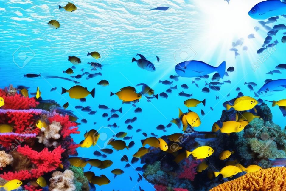 Группа мелководья из многих красно-желтых тропических рыб в голубой воде с коралловым рифом, красочный подводный мир, copyspace для текста, фоновые обои