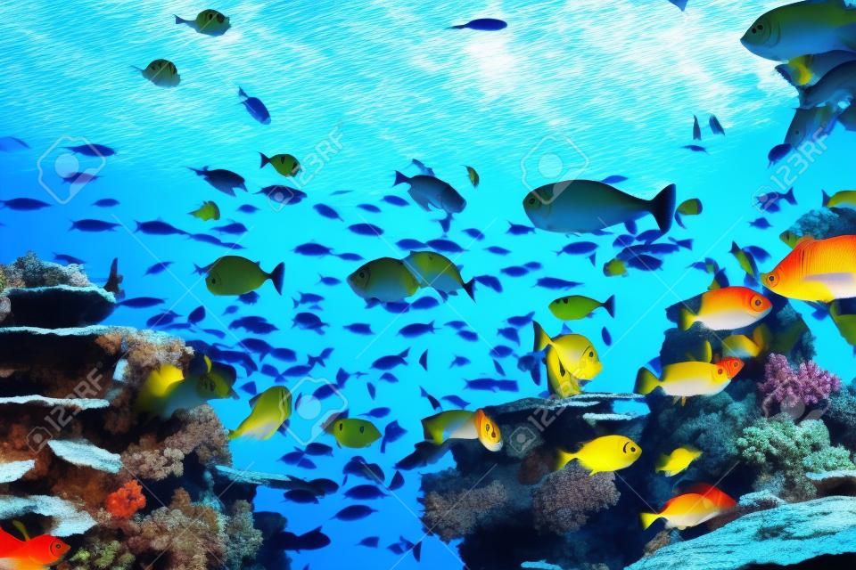 Shoal group of many red yellow tropical fishes in blue water with coral reef, colorful underwater world, copyspace for text, background wallpaper