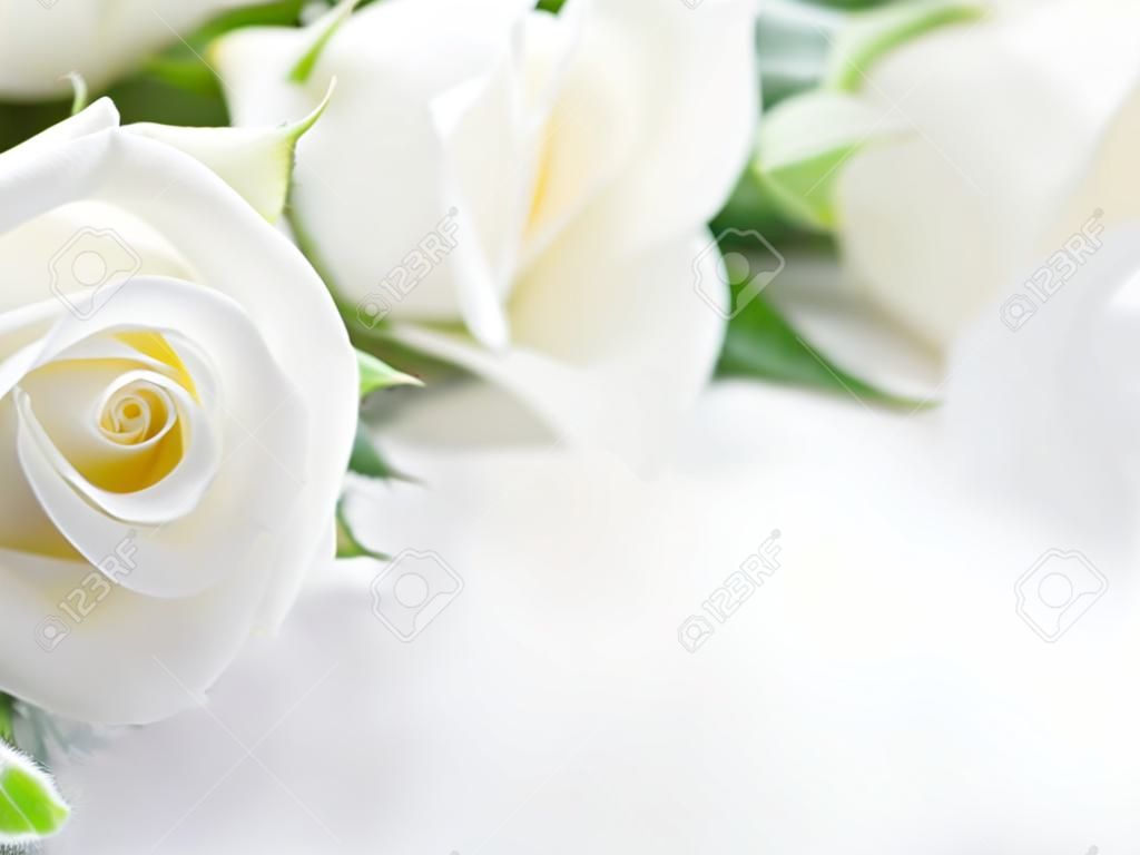 Closeup de rosas brancas do casamento no fundo romântico claro com espaço da cópia