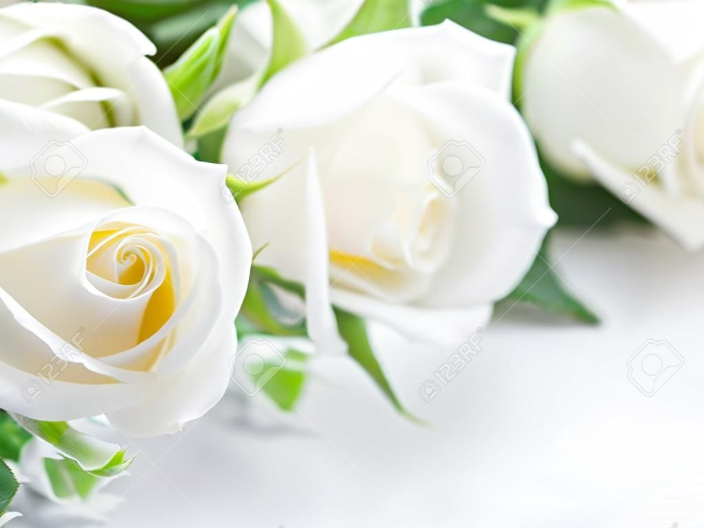 Closeup de rosas brancas do casamento no fundo romântico claro com espaço da cópia