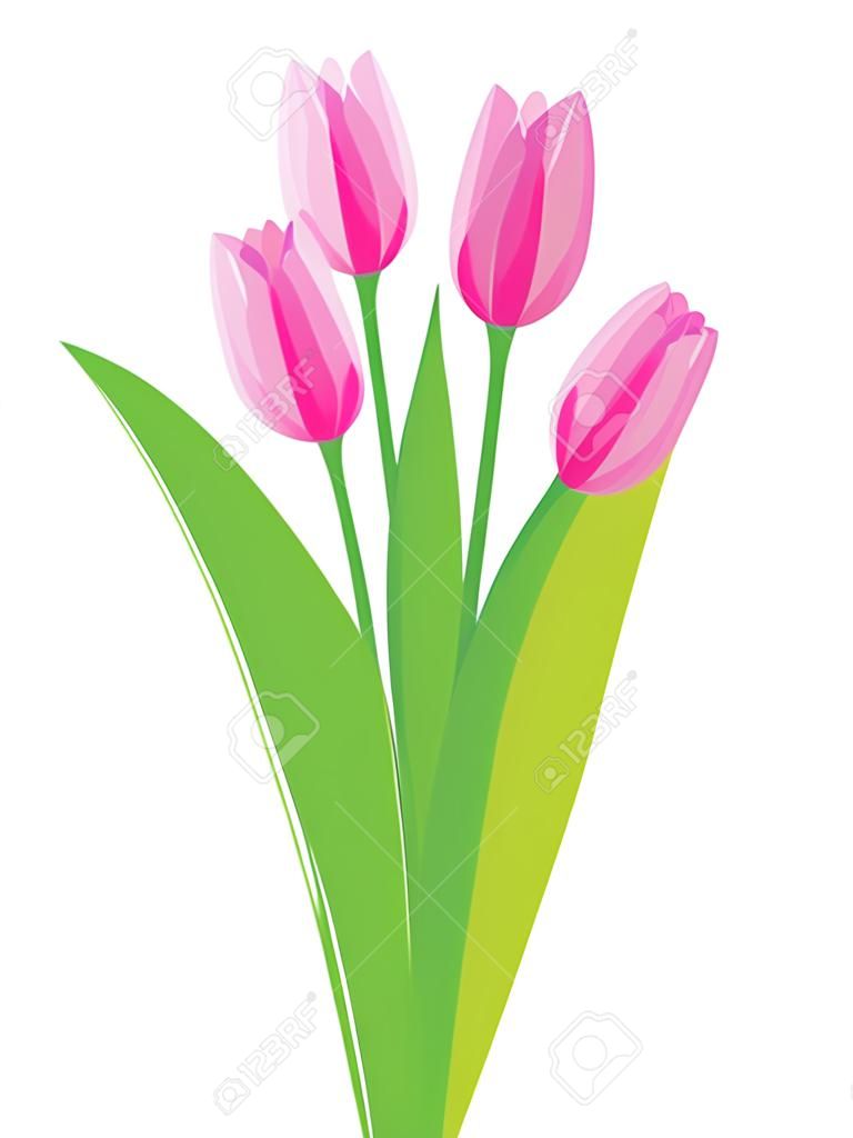 粉紅色的鬱金香被隔絕在白色背景。矢量插圖。
