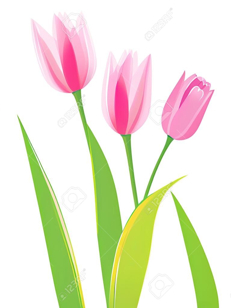粉紅色的鬱金香被隔絕在白色背景。矢量插圖。