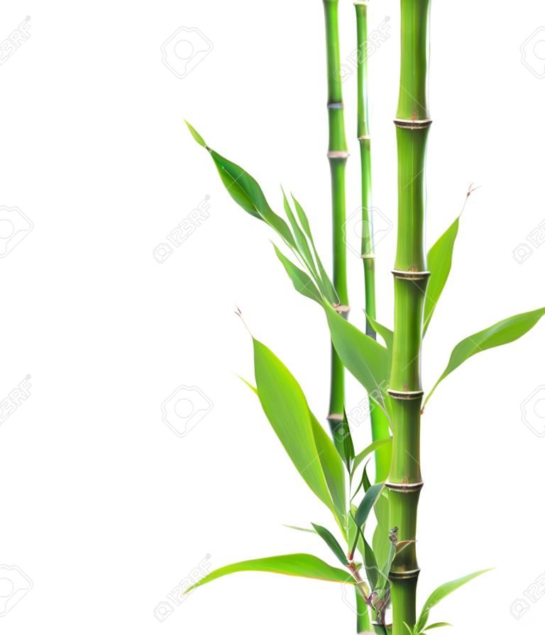 Branches de bambou isolé sur fond blanc.