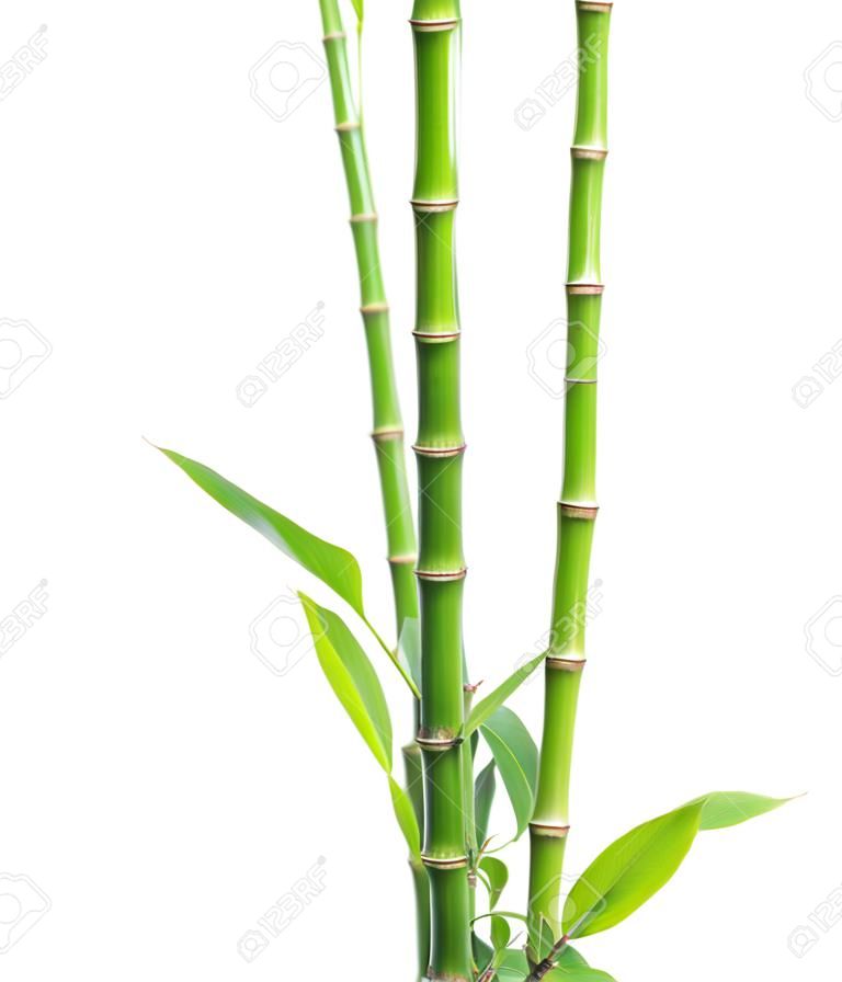 Ramas de bambú aisladas sobre fondo blanco.