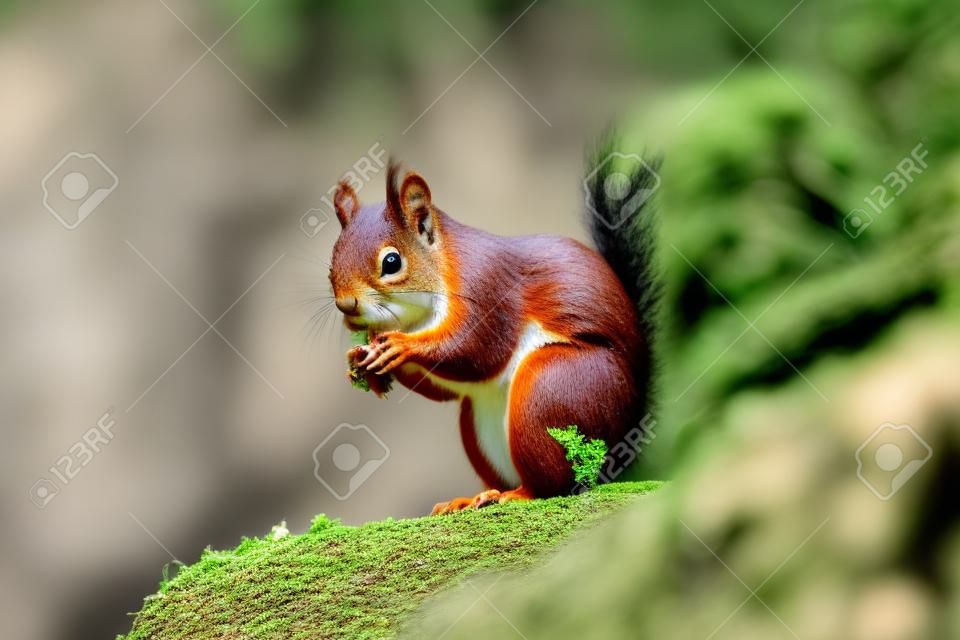 Profile of red squirrel eating over rock with green vegetation background