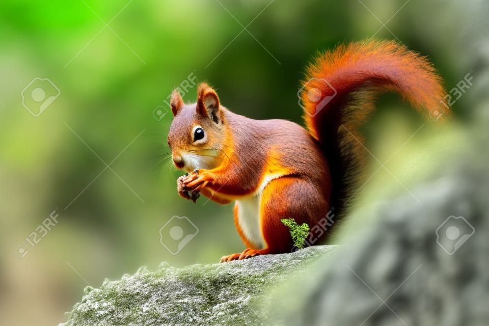 Profiel van rode eekhoorn eten over rots met groene vegetatie achtergrond