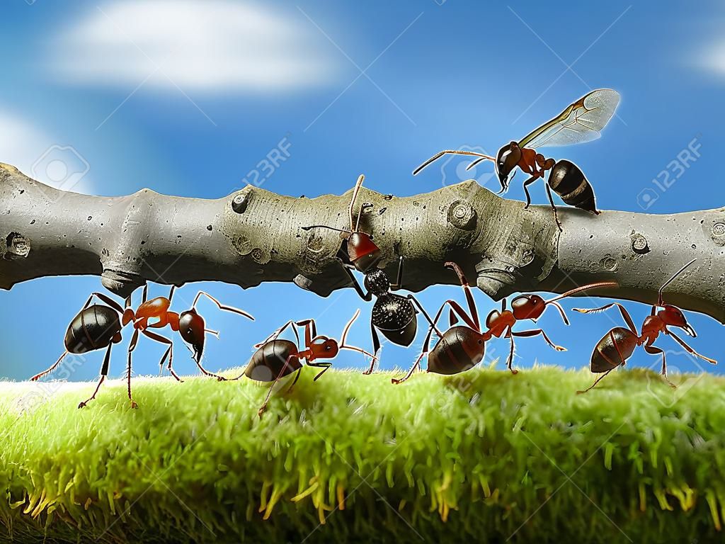 formigas carregam tronco com chefe sobre ele