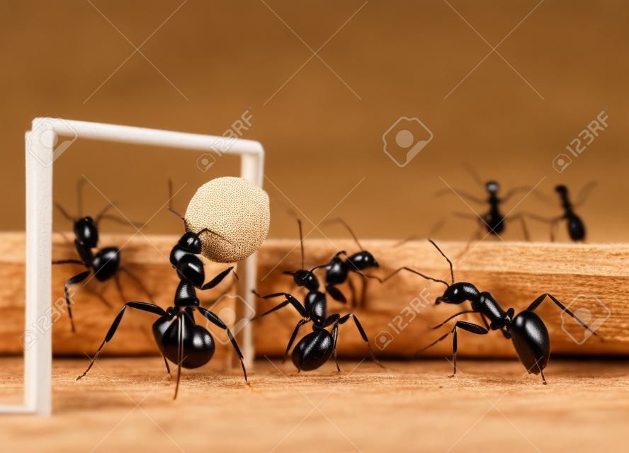 micro football - ants playing soccer with black pepper seed 