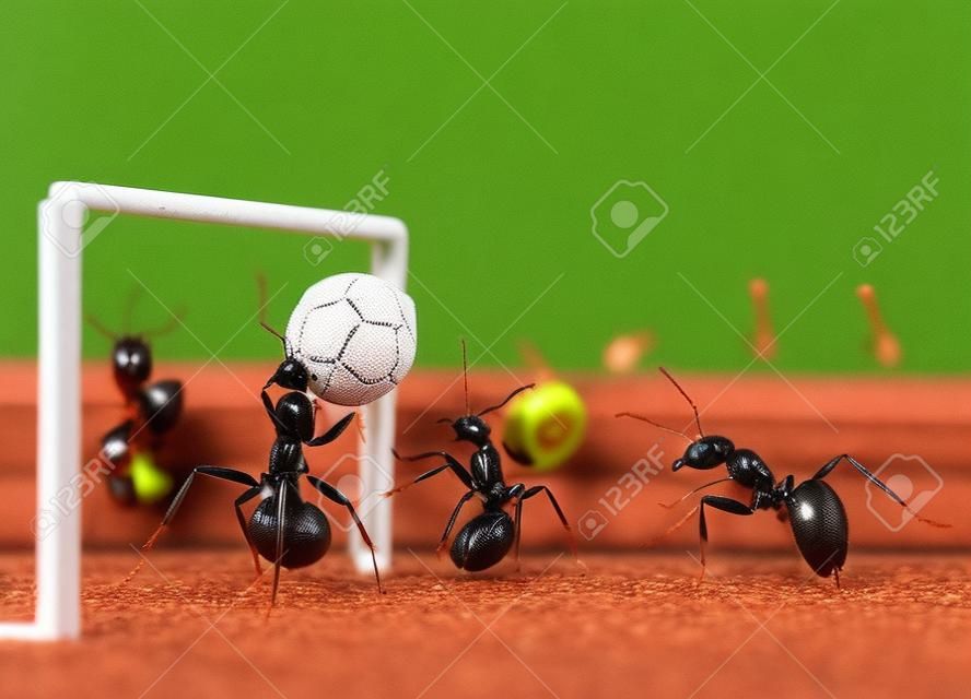 Micro Fußball - Ameisen spielen Fußball mit schwarzem Pfeffer Saatgut
