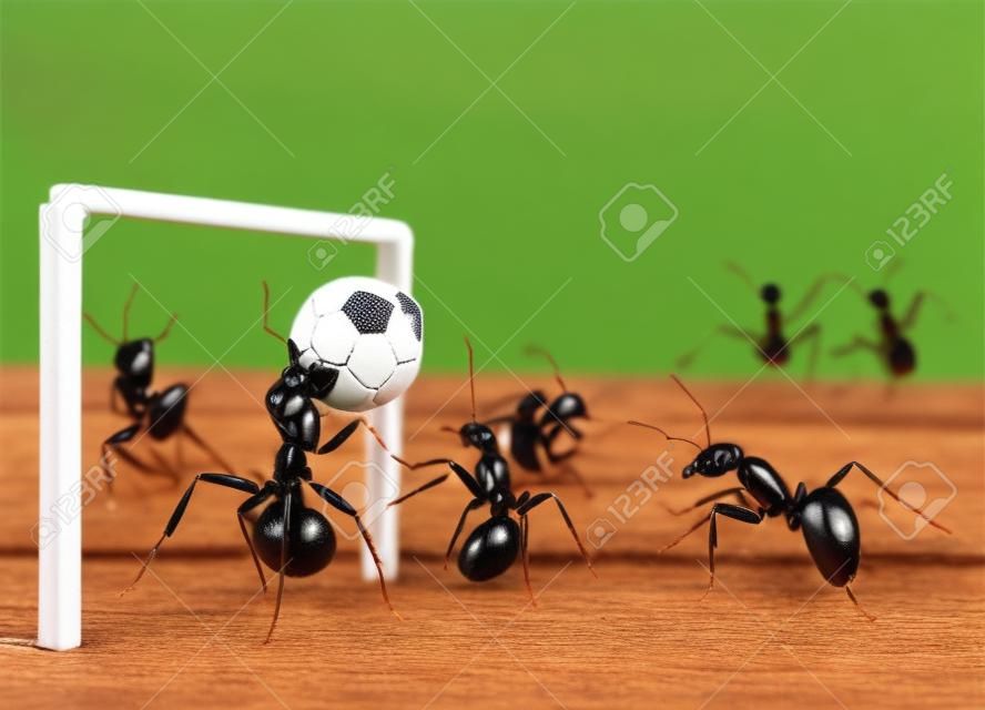 Micro Fußball - Ameisen spielen Fußball mit schwarzem Pfeffer Saatgut