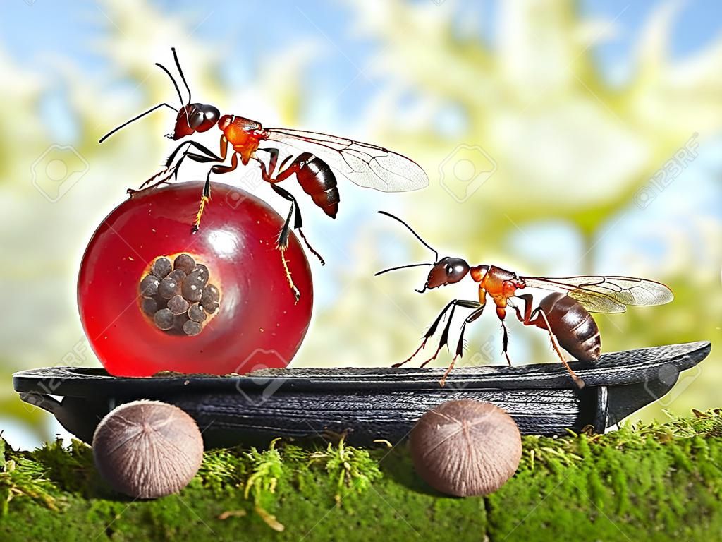 team of ants delivers red currant with trailer of sunflower seeds, teamwotk