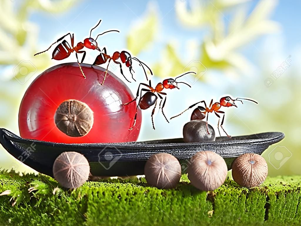 team of ants delivers red currant with trailer of sunflower seeds, teamwotk