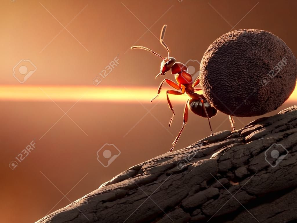 개미 시지프스 산, 개념 오르막 돌 롤