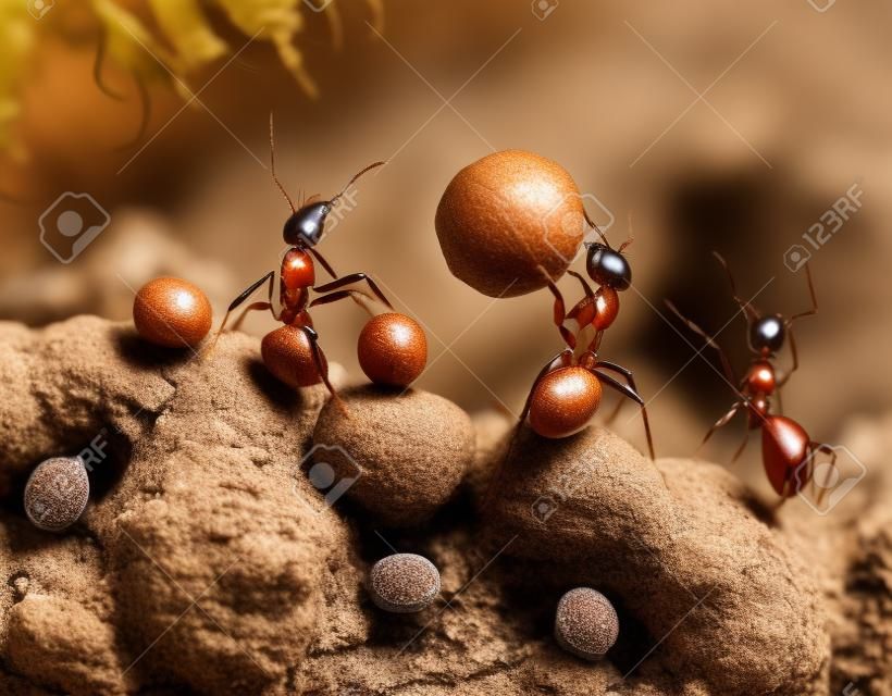 螞蟻破解堅果與石材，手離開螞蟻的故事