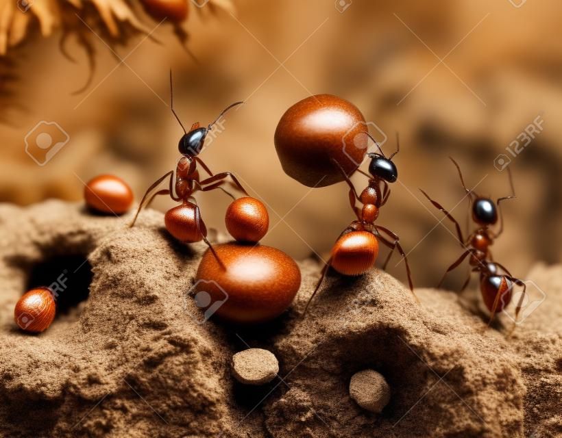 Ameisen knacken Nüsse mit Steinwerkzeugen, Hände weg ant Märchen