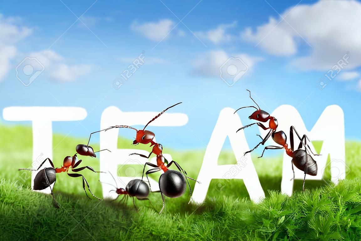 hangyák építése szó team betűkkel, csapatmunka koncepció
