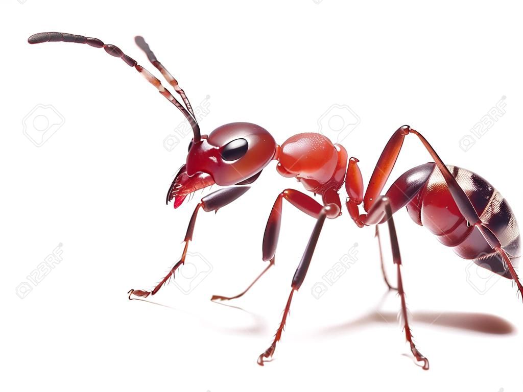 흰색 배경에 빨간 개미의 Formica 반딧불이