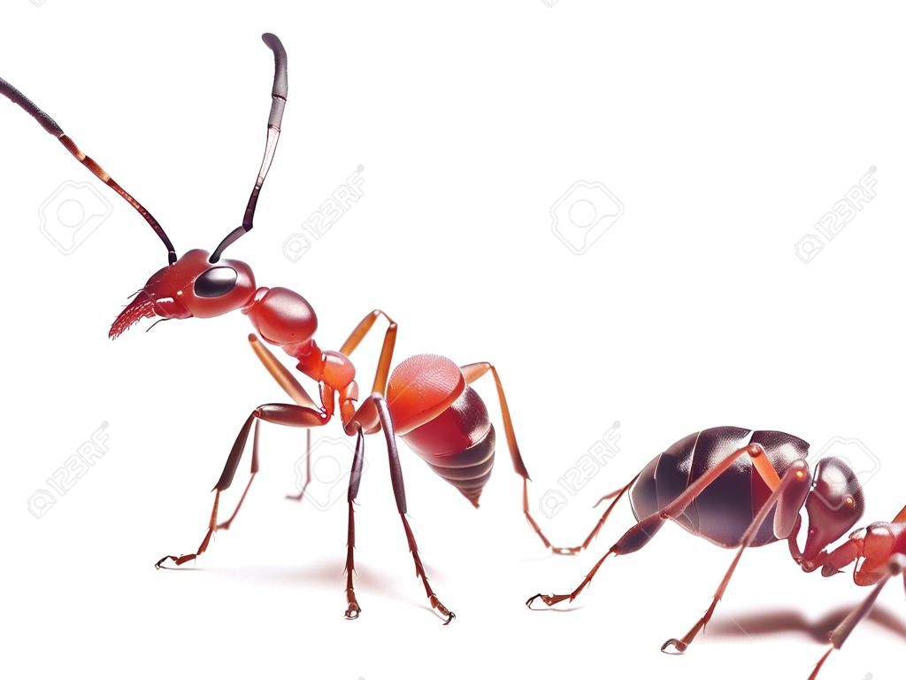 красный муравей Formica Руфа на белом фоне
