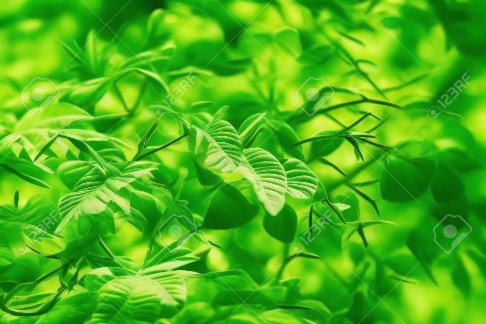 Selective focus closed up tropical summer green leaf background with sunlight.
