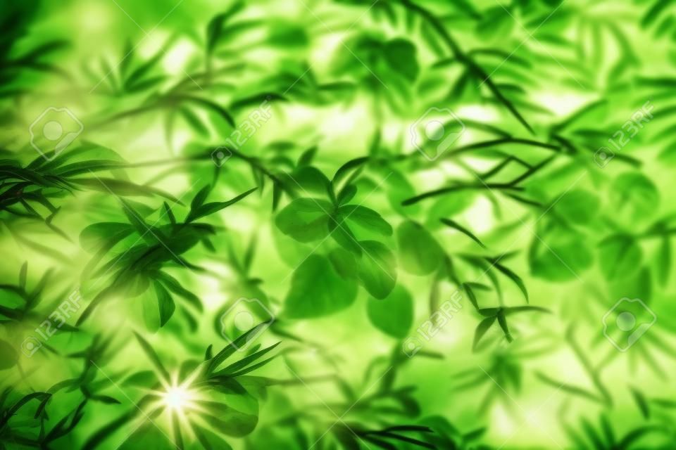 Selective focus closed up tropical summer green leaf background with sunlight.
