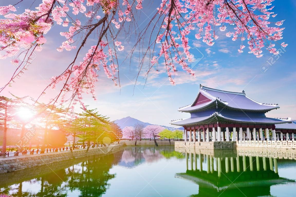 Palacio de gyeongbokgung con el árbol de la flor de cerezo en tiempo de primavera en la ciudad de Seul de Corea, Corea del sur.