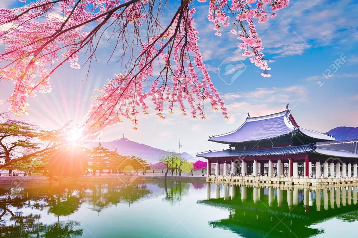 Palácio de gyeongbokgung com árvore de cerejeira na primavera na cidade de seoul da coréia, coréia do sul.
