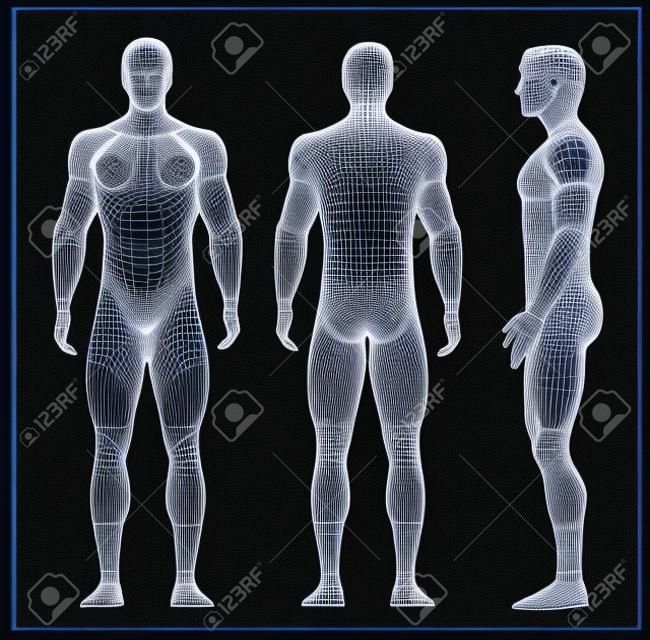 Rese 3D wireframe illustrazione - muscoli maschili